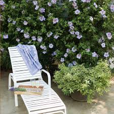 You can plant them separately or mix them with other flowers, in order to collect in your hydrangea is an evergreen bush has a lot of blue flowers blossoming throughout the whole summer. Top 10 Blue Shrubs Proven Winners