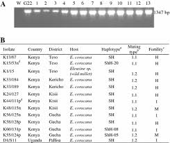 Image result for Isachne kiyalaensis