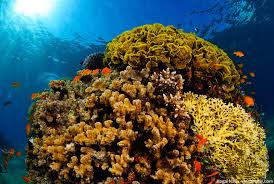 Start date jul 5, 2021; The Top 10 Most Beautiful Coral Reefs In The World