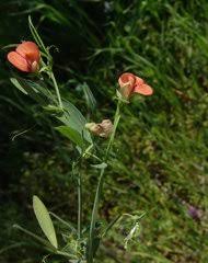 Image result for Microcharis annua