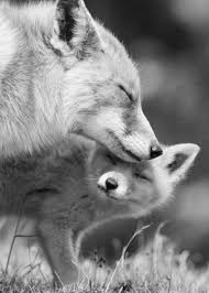 Beautiful Black And White Animal Photography Black And White Animal Pictures Blackandwhiteanimalphotography With Images Animal Photography Animals Black And White Photography