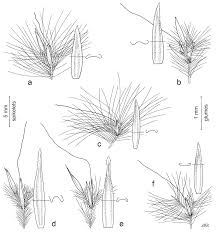 Image result for Andropogon perligulatus