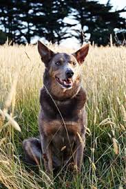 Includes details of puppies for sale from registered ankc breeders. 28 Country Dogs Ideas In 2021 Australian Homes Country Style Magazine Country Home Exteriors