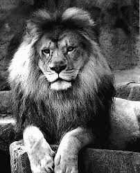 Black And White Lion Picture Framed Lion Black And White Phbzlvd Black And White Lion Black And White Lion