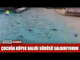 Marmara Dan Dev Kopek Baligi Cikti Youtube
