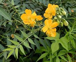 Image result for Senna hirsuta