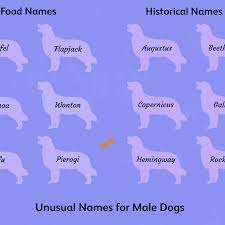 Robert and hugh are two of the few names to be found crossing that change, and robert is the only name to be found in the top 10 across time. 60 Unusual Male Dog Names