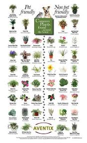 Casal Frozen Winnipeg Canada Giftige Planten Planten Huisplanten