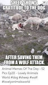 Sheepshows Gratitudetothedog After Saving Them From A Wolf Attack Animal Memes Of The Day 52 Pics Ep20 Lovely Animals World Dog Sheep Wolf Lovelyanimalsworld Animals Meme On Me Me