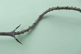 Image result for Dioscorea praehensilis