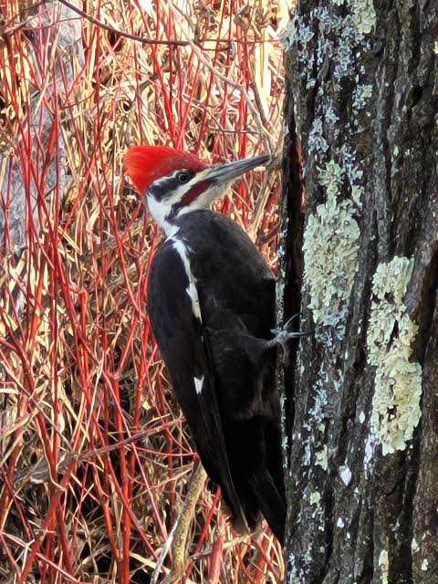 A big pecker landed in the tree next to me : r/birding