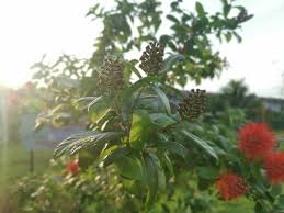Image result for Combretum constrictum
