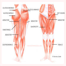 Why are leg workouts important? The 10 Best Leg Exercises For Women Christina Carlyle