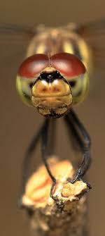 About Wild Animals Amazing Facts About A Dragonfly Compound Eyes Dragonfly Eyes Dragonfly Facts Dragonfly