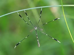 Eastern Phantom Crane Fly (Bittacomorpha clavipes) · iNaturalist