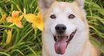Shiba Inu Mix: What Mixes Are There for This Ancient Breed?