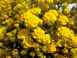 Flowering time j fmamj j a s ond. 15 Beautiful Yellow Perennials For Your Garden Garden Lovers Club