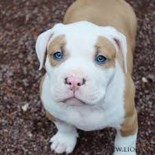 Chiot Puppy Puppies American Bully Xl Xxl Bully Pitbull A Vendre For Sale France Belgique Kennel White Pitbull Puppies Pitbull Puppies For Sale Pitbull Puppies
