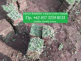 Liputan6.com, jakarta jenis rumput taman ada beraneka ragam.jenis rumput taman yang paling cocok ditanam di halaman atau taman rumah adalah rumput hias. Harga Rumput Taman Surabaya Tlp 62 857 3259 0133 Harga Terbaik By Biaya Rumput Taman Tlp 62 857 3259 0133 Medium