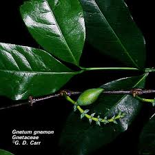 Image result for Gnetaceae