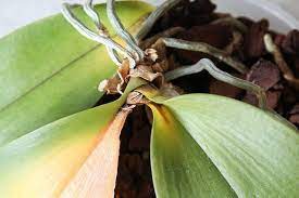 Die grünen blätter werden gelb im herbst. Orchidee Hat Gelbe Blatter Keine Panik Ursachen Und Hilfe Orchideen Krankheiten Orchideen Orchideen Richtig Pflegen