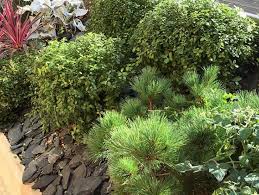 Cette première solution, ça va être d'habiller la pente de façon à ce qu'elle soit sans entretien, ou quasiment sans entretien. Quels Arbustes Pour Vegetaliser Un Talus Silence Ca Pousse