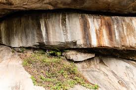 Image result for Christella gueinziana