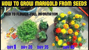 Tagetes asteraceae marigold 'tangerine gem'marigold 'lemon gem' temperature germination: Pin On Gardening