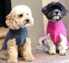 The Best Dog Clothing Brands For Stylish Pet Clothes