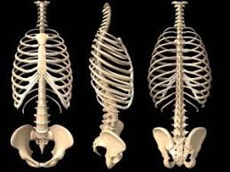12 Ribs Each Attached To A Vertebrae Human Ribs Human Rib Cage Human Skeleton Anatomy