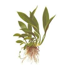 Image result for Astropanax barteri