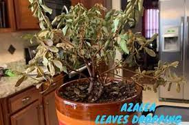 Why Are My Azalea Leaves Dropping And How To Fix It Garden For Indoor