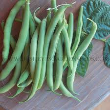 Direct sow kentucky wonder bush bean seeds outside at least 1 week after the last frost, since beans are quite sensitive to cold. Kentucky Wonder Bush Bean Irish Eyes