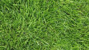 A common problem with st. 10 Best Types Of Drought Tolerant Lawn Grass