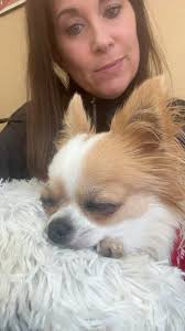 My sweet Kiwi 🥝 is in for her spay right now… Praying 🙏🏼 she does well  with no complications. #SweetKiwi #spayandneuter #petmoringa #pethealth  #PetAnesthesia #chihuahua