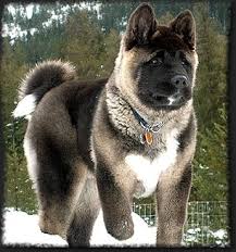 American Akita Dog Black And White Paradise S Kumo Ko Rising Above Akita Dog Dogs Akita