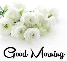 Free Good Morning Images And Wallpapers With White Rose Flowers To Download In 2020 Free Good Morning Images White Roses Good Morning Images