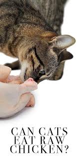 But is it safe and more nutritious for them? Can Cats Eat Raw Chicken Is It Safe And Can It Do Them Good Eating Raw Chicken Raw Chicken Eating Raw