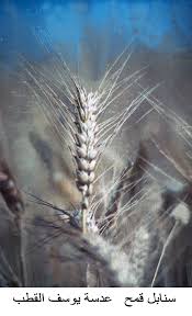 Jun 09, 2021 · أكد وزير المالية السوداني جبريل إبراهيم أن الحكومة لن ترفع الدعم عن القمح أو غاز الطهي أو زيت الوقود الذي يستخدم في إنتاج الكهرباء هذا العام، بعد يوم من رفع دعم البنزين والديزل. Ù†Ø¨ØªØ© Ø³Ù†Ø§Ø¨Ù„ Ø§Ù„Ù‚Ù…Ø­ ÙÙŠ ÙÙ„Ø³Ø·ÙŠÙ† The Palestinian Museum Digital Archive Pmda