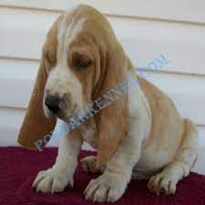 Usda licensed commercial breeders account for less than 20% of all breeders in the country. Miniature Basset Hound Basset Hound Puppies For Sale Information Pictures More Basset Hound Puppy Miniature Basset Hound Basset Hound