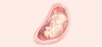 Su cabeza, brazos y piernas ya tienen un tamaño proporcionado con el resto del cuerpo y ha comenzado a el útero sigue creciendo y en esta semana tu barriga ya es evidente. 19 Semanas De Gravidez 19 Semanas Gestacao Pampers