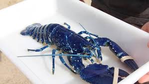 Un Homard Bleu Peche A Perros Guirec