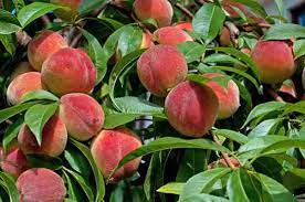 They offer a good crop yield for the space allotted. Growing Peaches Organic Gardening Mother Earth News