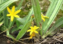 Image result for Curculigo