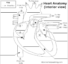 Blood Flow Through The Heart Heart Diagram Heart Diagram