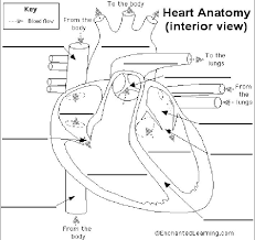 blood flow through the heart heart diagram heart anatomy