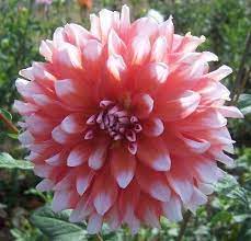 Ala Mode Dahlias By Flower Name Flower Names Beautiful Flowers Garden Dahlia Flower