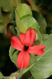 Image result for Petalidium bracteatum