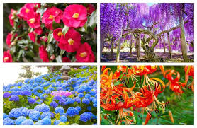 20 Flowers That Are Endemic Species In Japan Tsunagu Japan