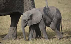 Most of their sleep occurred between 1.00 and. Faq On African Elephants Iucn
